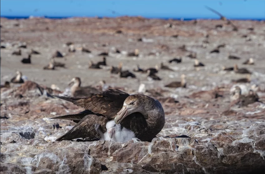  Una hembra de petrel gigante del sur fue recapturada en Chubut 20 años después de su nacimiento