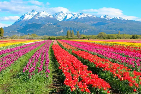  La magia primaveral en Chubut: anunciaron la fecha de inicio de la Temporada de Tulipanes 2024