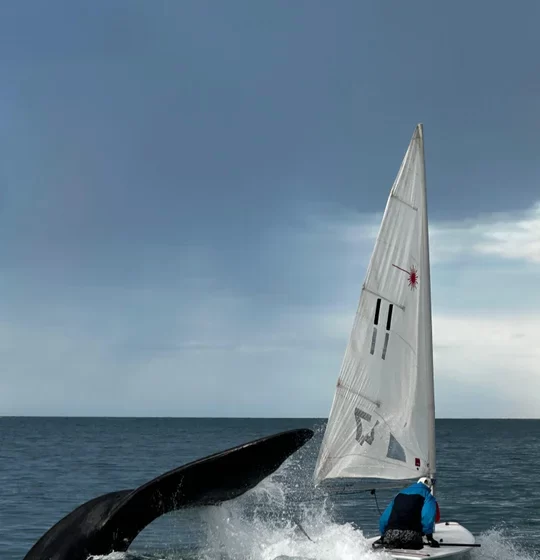  La increíble experiencia con ballenas de los navegantes de la escuela del Club Náutico de Comodoro: quedaron a centímetros