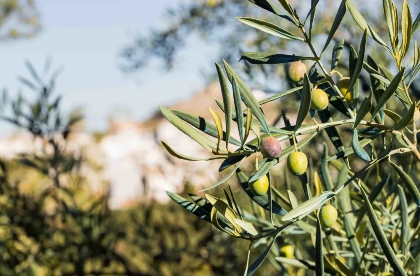 Olivicultura agroecológica: un camino hacia la sostenibilidad en Comodoro Rivadavia
