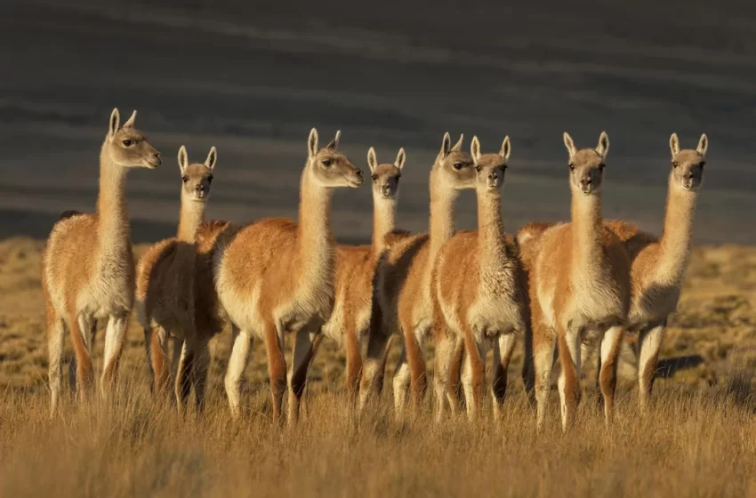  Santa Cruz bajo alerta por la superpoblación de guanacos: ya superan en cantidad a las ovejas