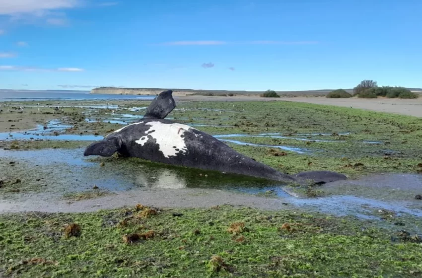  Preocupación en Chubut: registraron 71 ballenas muertas y sospechan que se habrían intoxicado