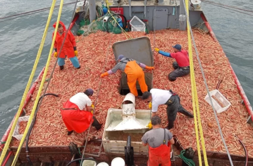  Langostinos en abundancia: una temporada prometedora frente a desafíos globales