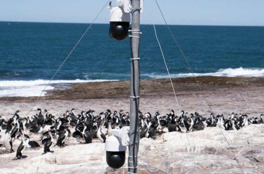  Reality show animal: cámaras 24/7 captan la vida privada de pingüinos y cormoranes en Chubut