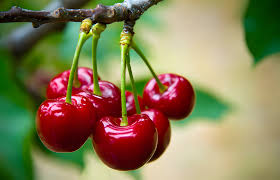 La reina roja de los frutos: una cosecha de cerezas que promete batir récords en Argentina