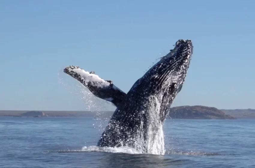  El canto de las ballenas jorobadas: un misterio que resuena en Patagonia