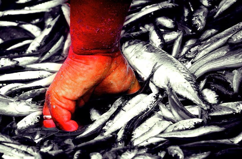  La pesca reclama equidad fiscal tras beneficios otorgados al agro