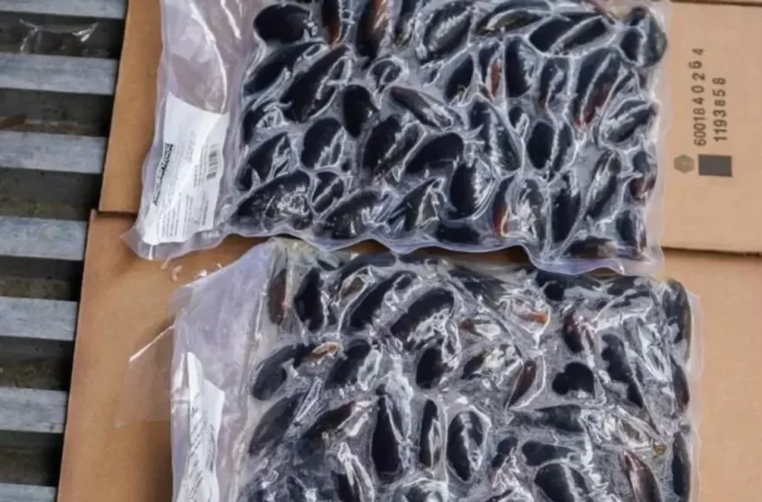  Argentina exporta mejillones patagónicos por primera vez y apuesta a conquistar mercados internacionales