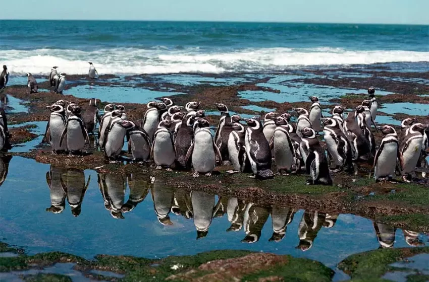  Chubut en defensa de su fauna: la expansión del área protegida Punta Tombo