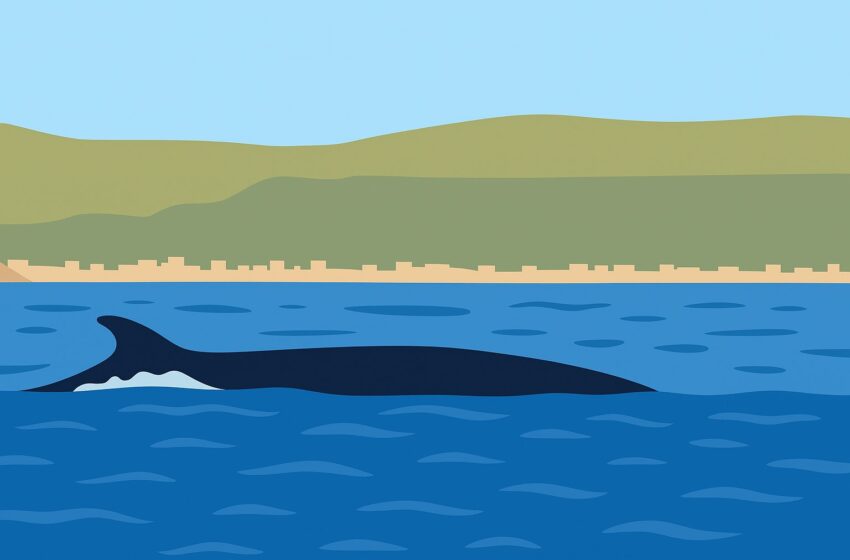 Comodoro Rivadavia se anima al mar: un paso histórico hacia el turismo náutico patagónico