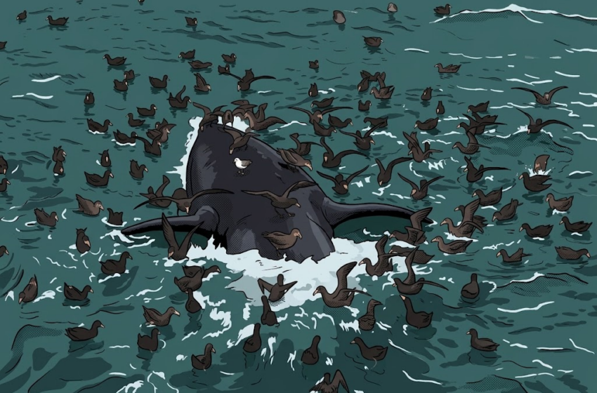 Ballenas muertas en Chubut: qué pasa con los cadáveres y por qué no siempre los retiran de la playa